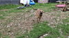 KODA - $250