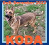 KODA