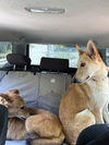 MARGO - FOSTERED in S. Maine