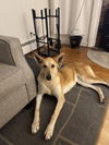 MARGO - FOSTERED in S. Maine