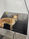 MARGO - FOSTERED in S. Maine