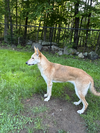 MARGO - FOSTERED in S. Maine