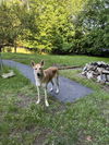 MARGO - FOSTERED in S. Maine