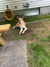 MARGO - FOSTERED in S. Maine