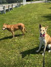 MARGO - FOSTERED in S. Maine