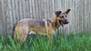 TOBY - $250