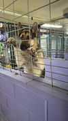 SAMSON - $250