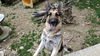 SAMSON - $250