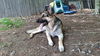 SAMSON - $250