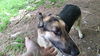 SAMSON - $250