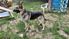 SAMSON - $250