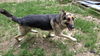 SAMSON - $250
