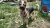 SAMSON - $250