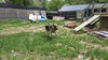 SAMSON - $250