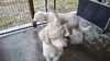 LIL-BETH - bonded with Pheobe