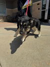 RODNEY - Adoption pending