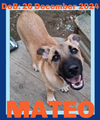 MATEO