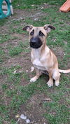 MATEO
