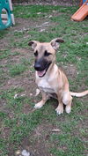 MATEO