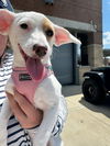 ANN - PENDING ADOPTION
