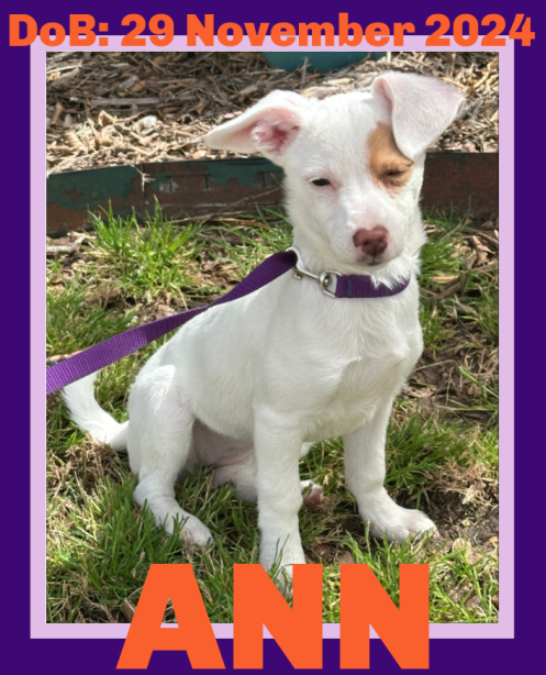 ANN - PENDING ADOPTION