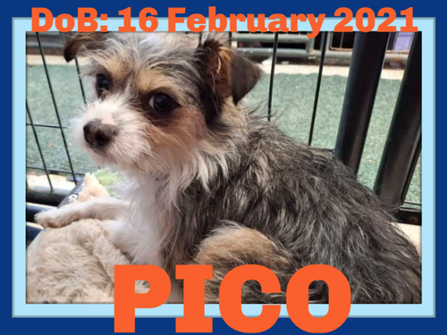 PICO