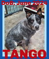 adoptable Dog in  named TANGO