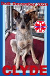 adoptable Dog in  named CLYDE