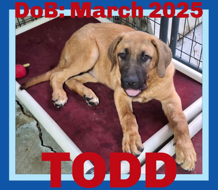 adoptable Dog in Sebec, ME named TODD