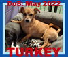 TURKEY