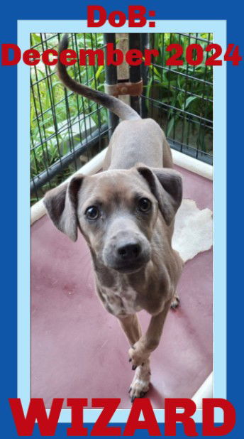 adoptable Dog in Sebec, ME named WIZARD