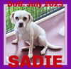 SADIE