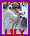 LILY