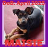 adoptable Dog in  named MAISIE