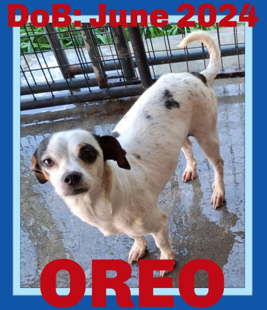 adoptable Dog in Sebec, ME named OREO
