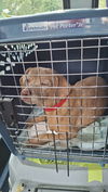 FIONA