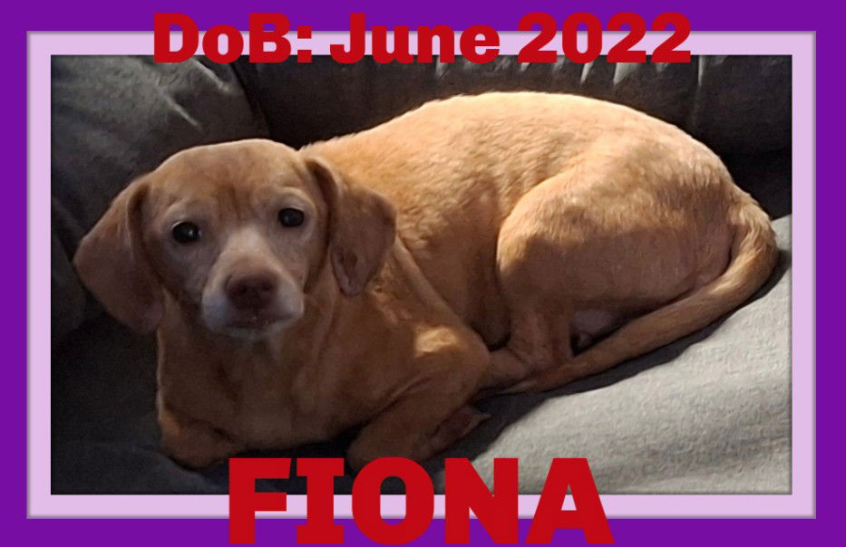 adoptable Dog in Sebec, ME named FIONA