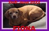 adoptable Dog in  named FIONA