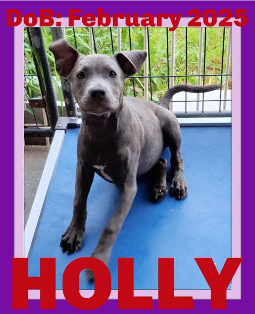 adoptable Dog in Sebec, ME named HOLLY