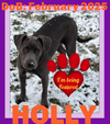HOLLY - Fostered in Howland, Maine