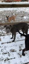 HOLLY - Fostered in Howland, Maine
