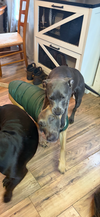 HOLLY - Fostered in Howland, Maine