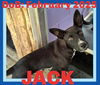 adoptable Dog in Sebec, ME named JACK