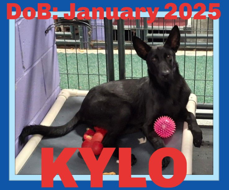 adoptable Dog in Sebec, ME named KYLO