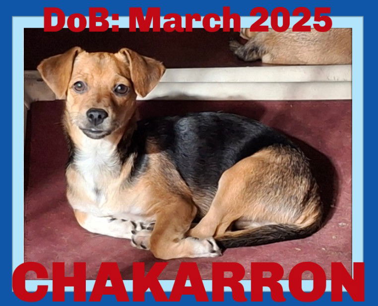 adoptable Dog in Sebec, ME named CHAKARRON