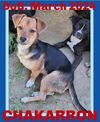 adoptable Dog in Sebec, ME named CHAKARRON