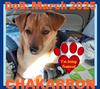 CHAKARRON - Fostered - Augusta, ME
