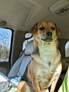 CHAKARRON - Fostered - Augusta, ME