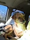 CHAKARRON - Fostered - Augusta, ME