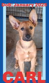 adoptable Dog in  named CARL